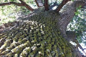 partner_baum_startseite